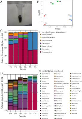 Selection and application of methanol-utilizing bacteria from tomato leaves for biocontrol of gray mold